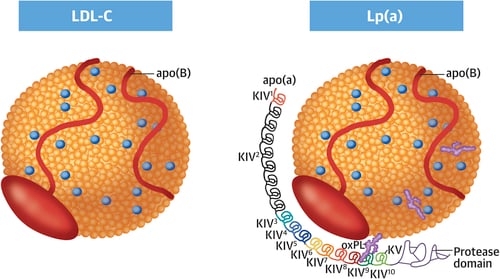 lipoproteina(a)