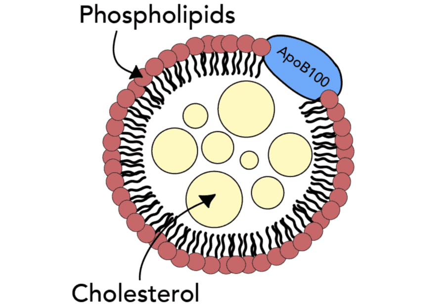 Apolipoproteína B (apoB) - el mejor marcador para predecir el riesgo cardiovascular